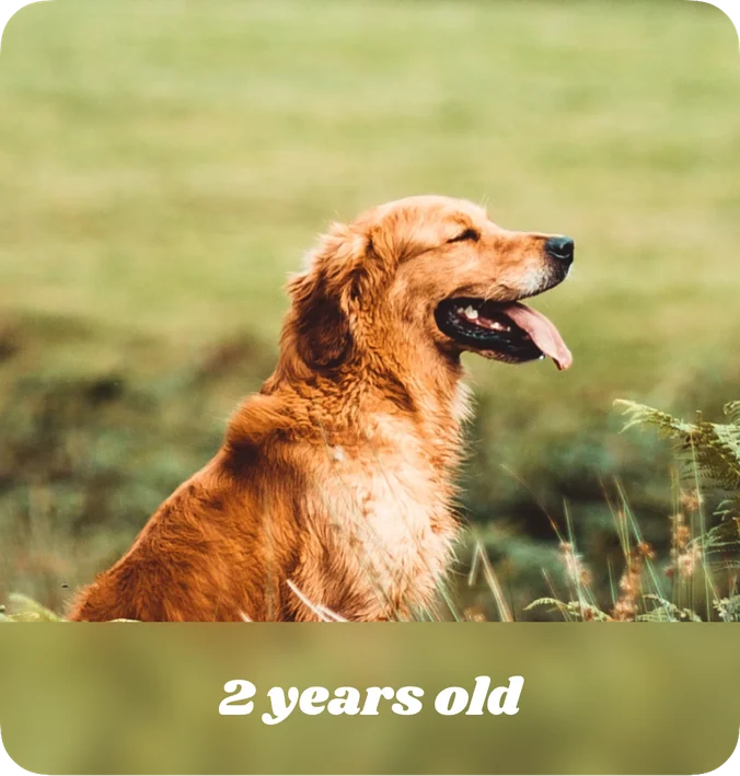Kidgets large pet age widget with a photo of a golden retriever