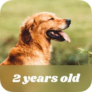 Kidgets pet age widget showing a dog that is 2 years old